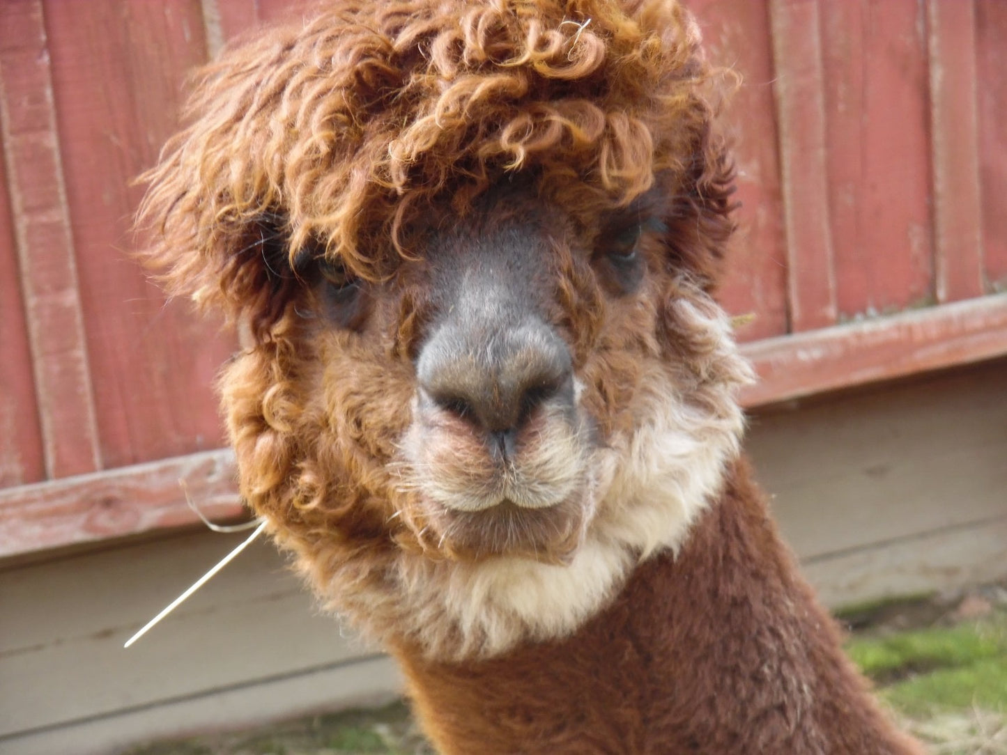 Alpaca Fleece - 5 colors - 50 g