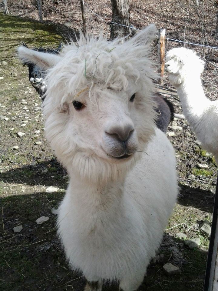 Alpaca Fleece - 5 colors - 50 g