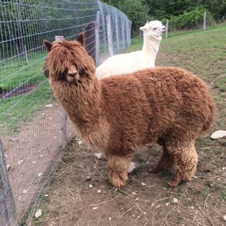 Alpaca Fleece - 5 colors - 50 g