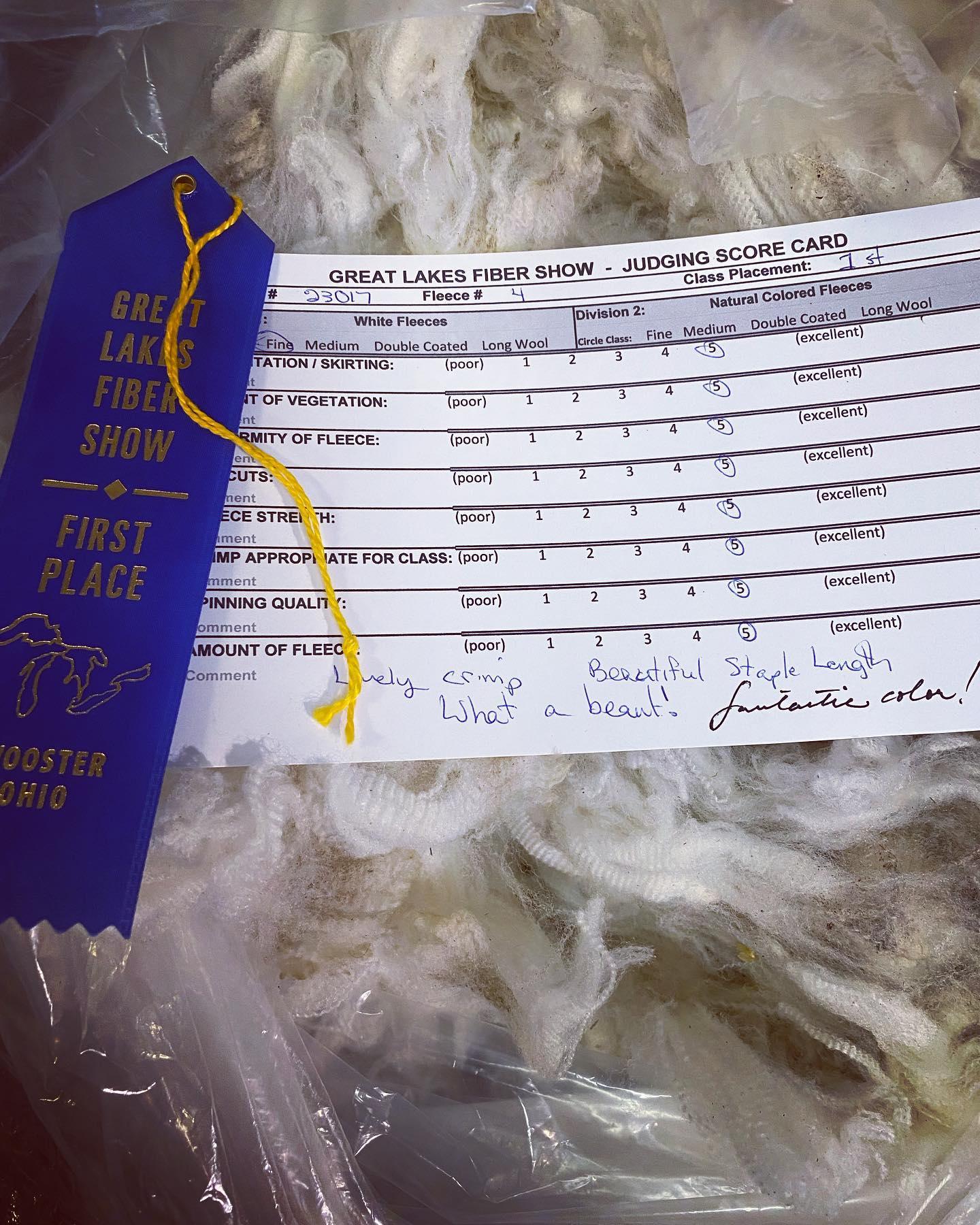 Washed and Picked Merino Fleece (NY)