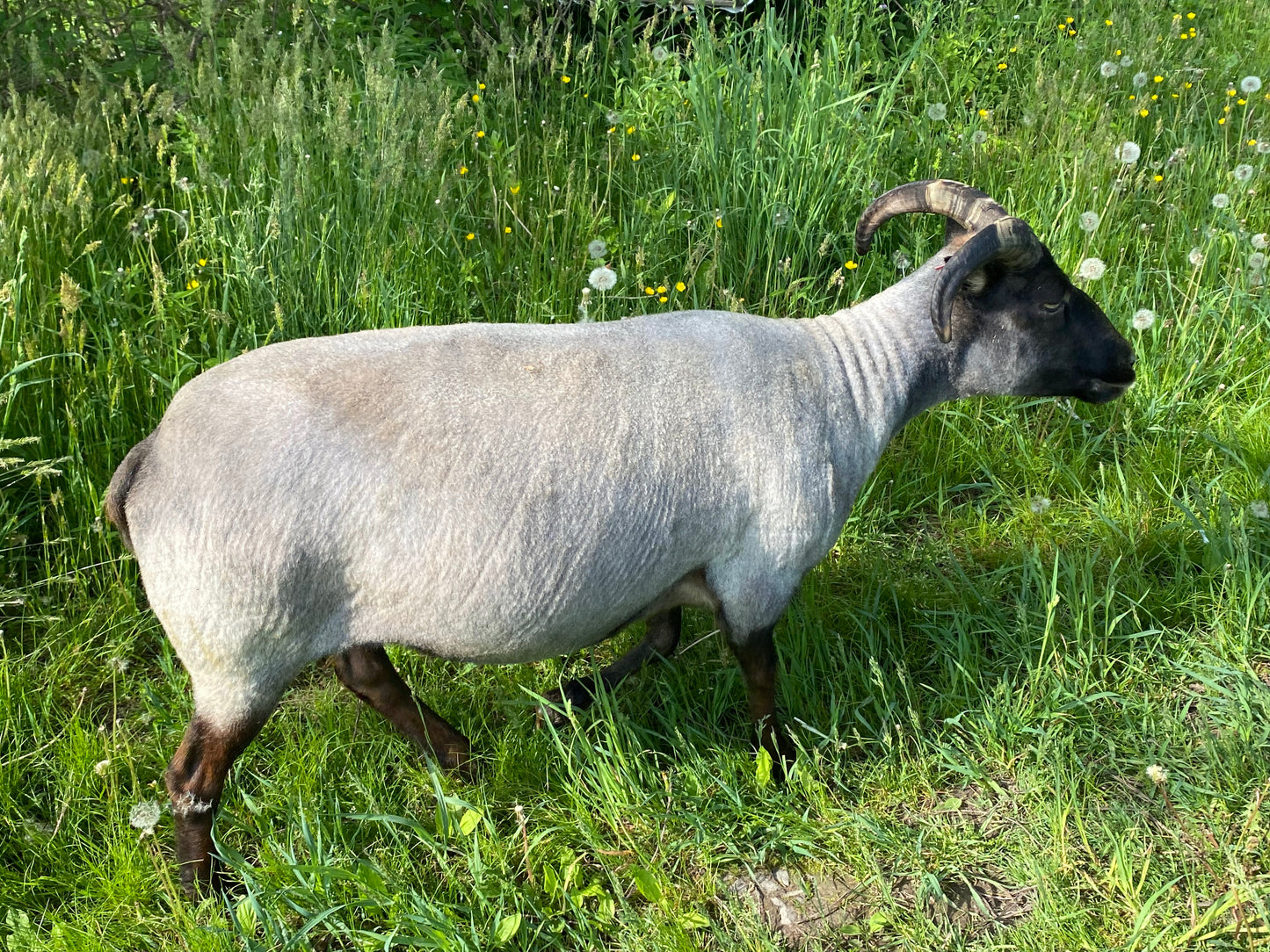 Icelandic Mill Spun Yarn - Natural Color (NY)