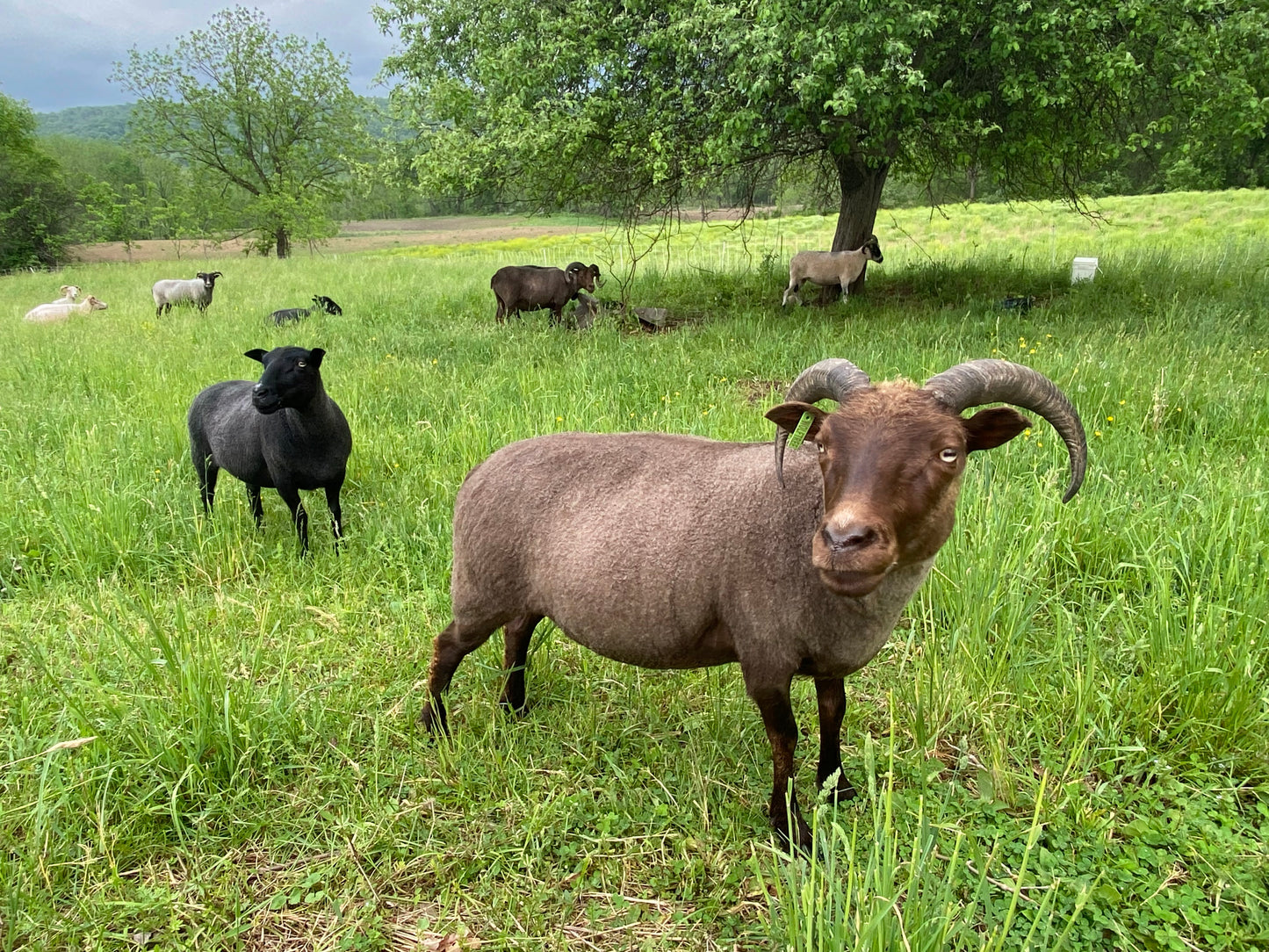 Icelandic Moorit Roving - Natural Color (NY)