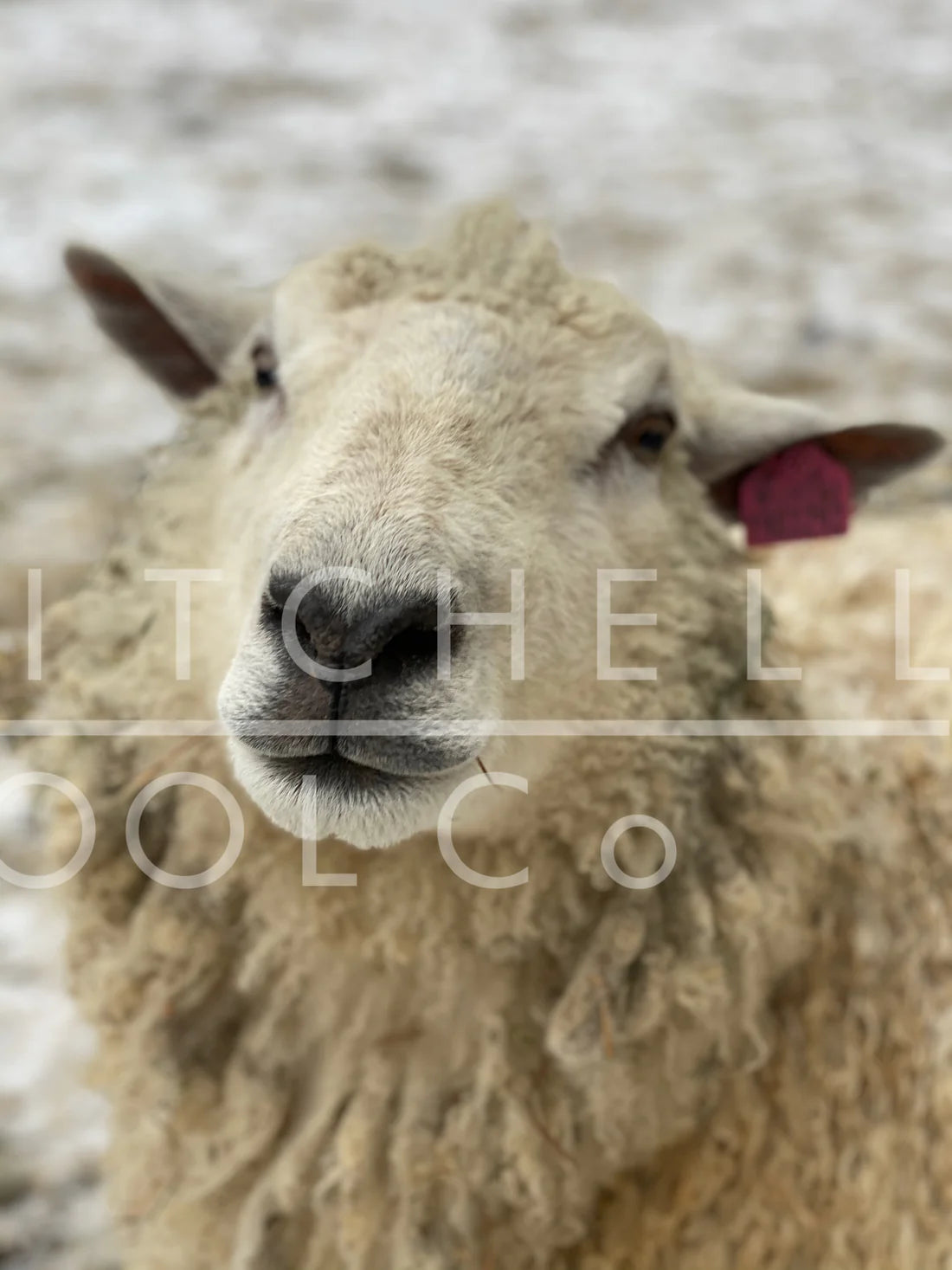 American Fiber Rambouillet - Worsted US Made