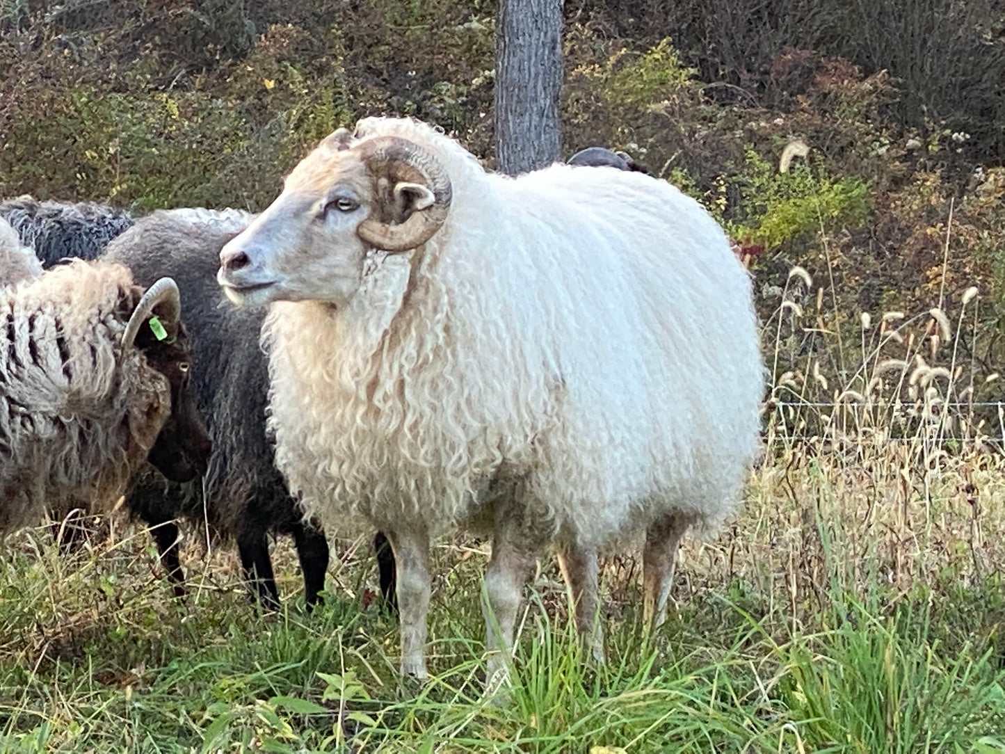 Icelandic Mill Spun Yarn - Natural Color (NY)