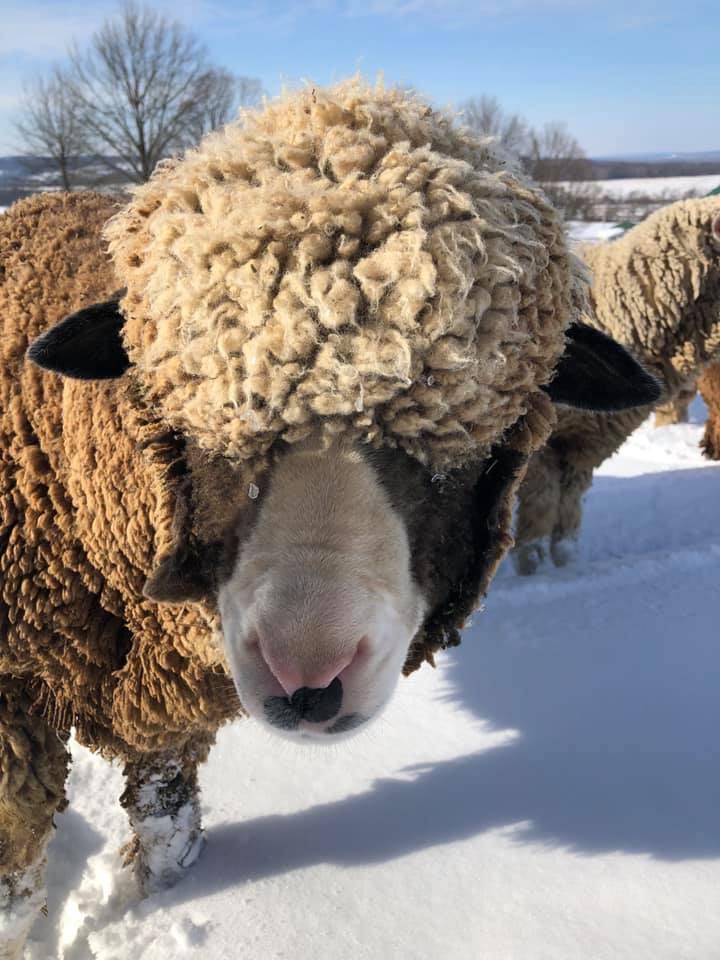 Natural + Dyed Merino Yarn (NY)