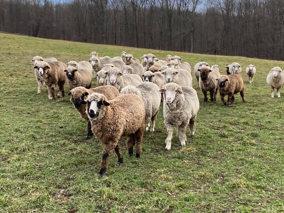 Natural + Dyed Merino Yarn (NY)