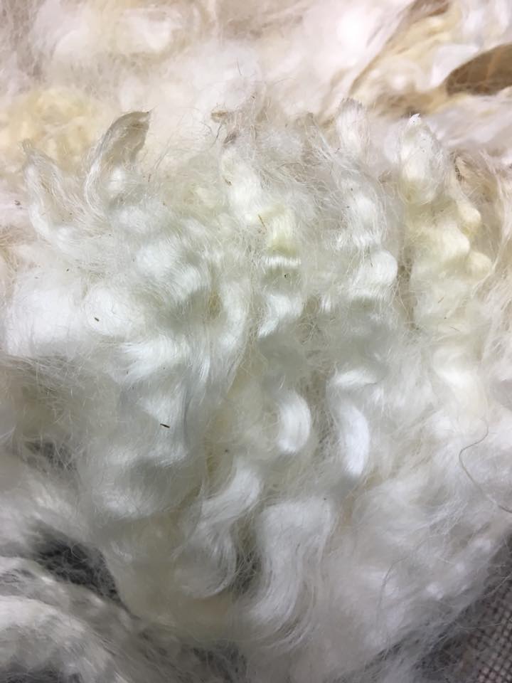 Border Leicester/Merino/Sari Silk Roving - 4 oz- Pennsylvania