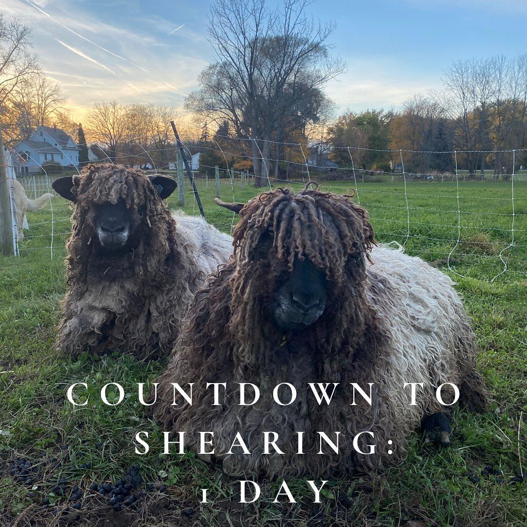 Lincoln Longwool Locks (NY)
