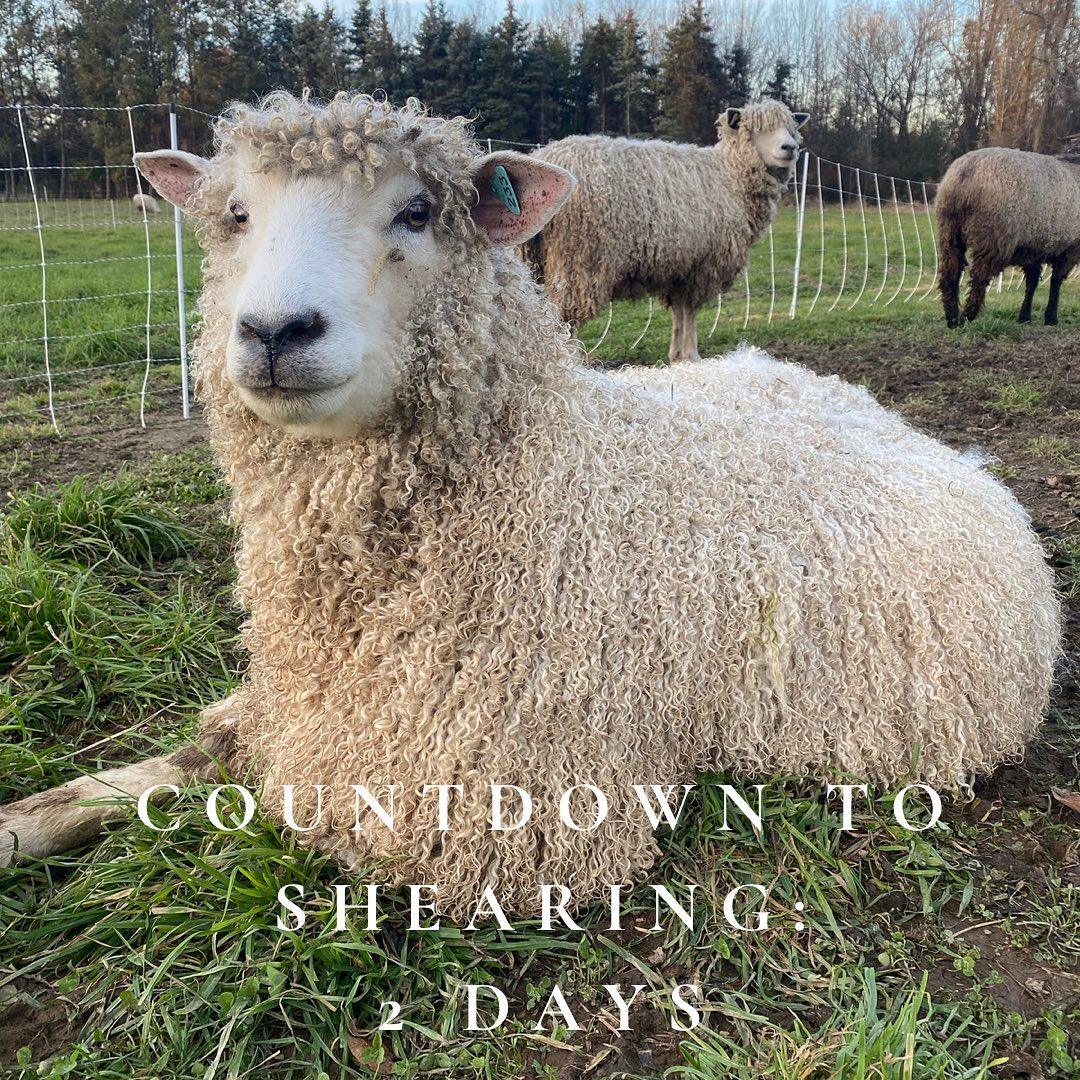 Lincoln Longwool Locks (NY)