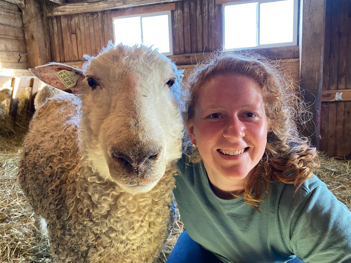 Lincoln Longwool Locks (NY)