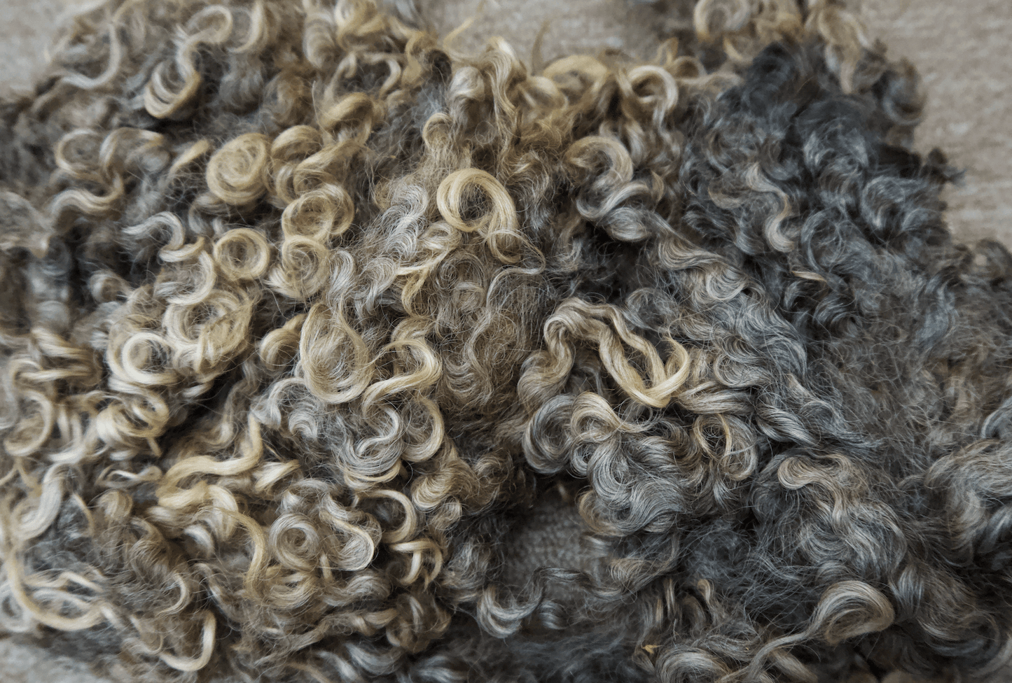 Lincoln Longwool Locks (NY)