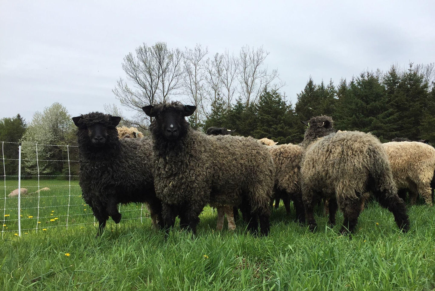 Lincoln Longwool Locks (NY)