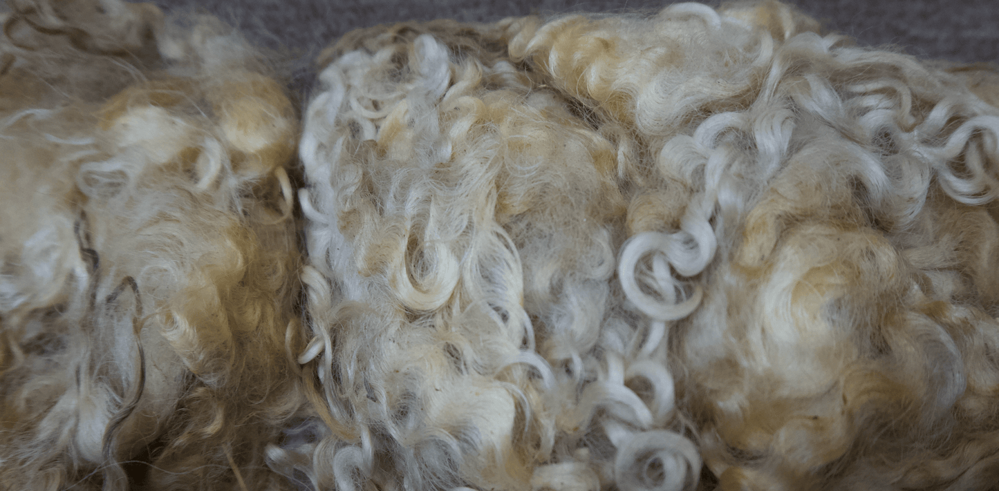Lincoln Longwool Locks (NY)