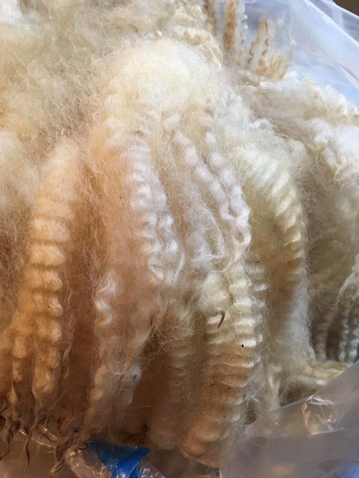 Border Leicester/Merino/Sari Silk Roving - 4 oz- Pennsylvania