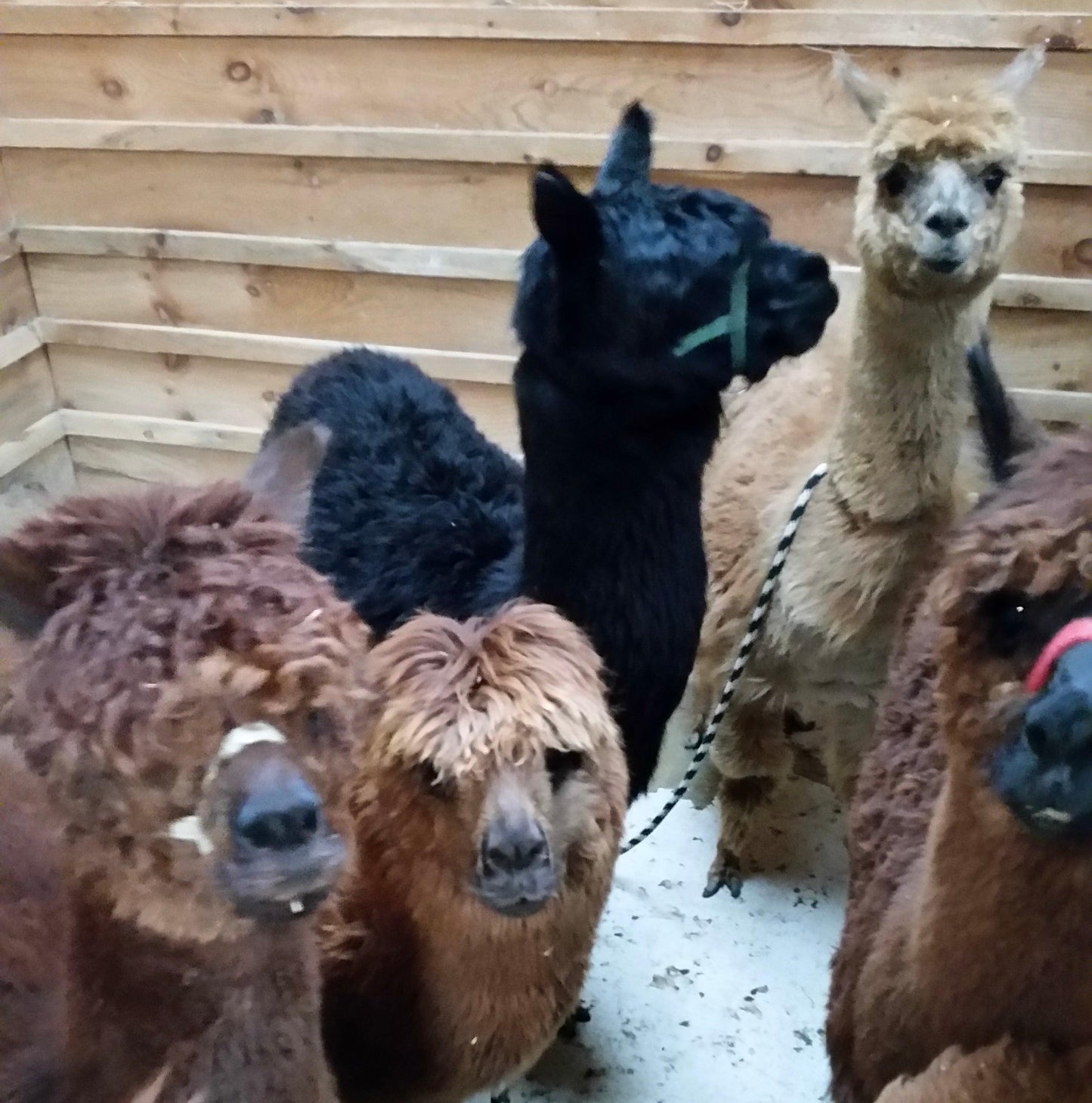 Hand Spun Alpaca Yarn - DK (NY)