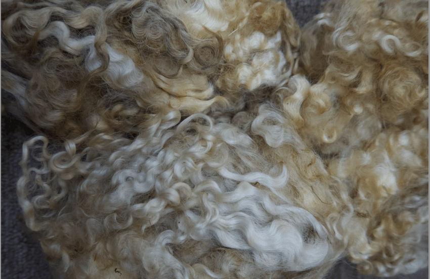 Lincoln Longwool Locks (NY)