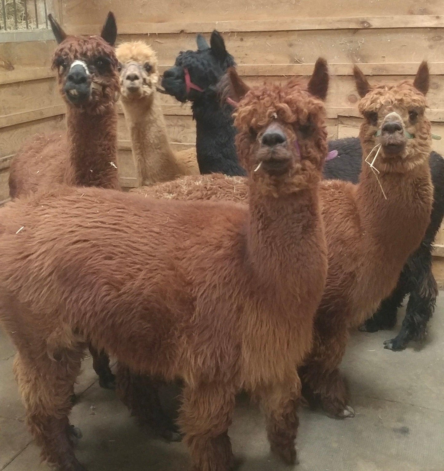 Hand Spun Alpaca Yarn - DK (NY)