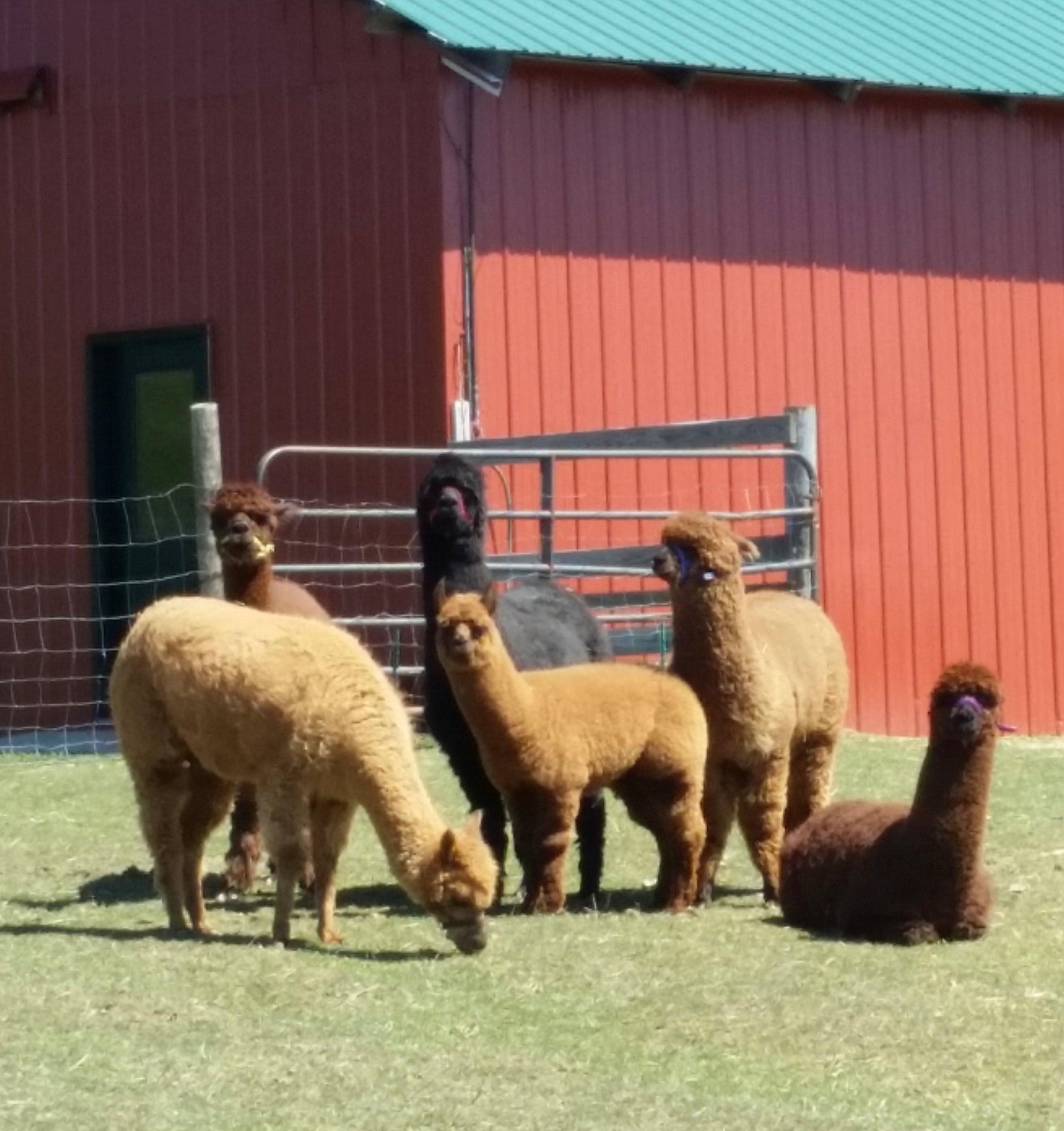 Hand Spun Alpaca Yarn - DK (NY)