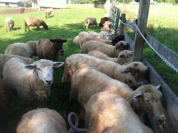 Crossbreed Mill Spun Yarn - Natural Color (NY)