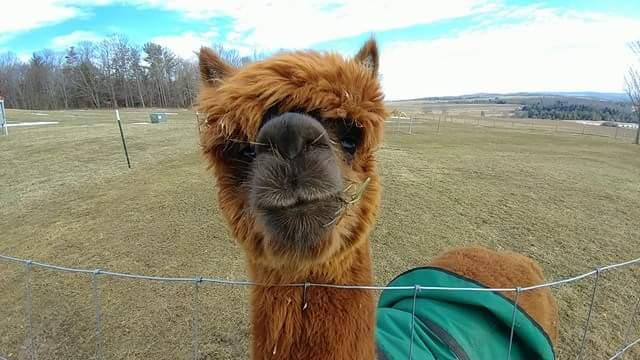 Hand Spun Alpaca Yarn - DK (NY)