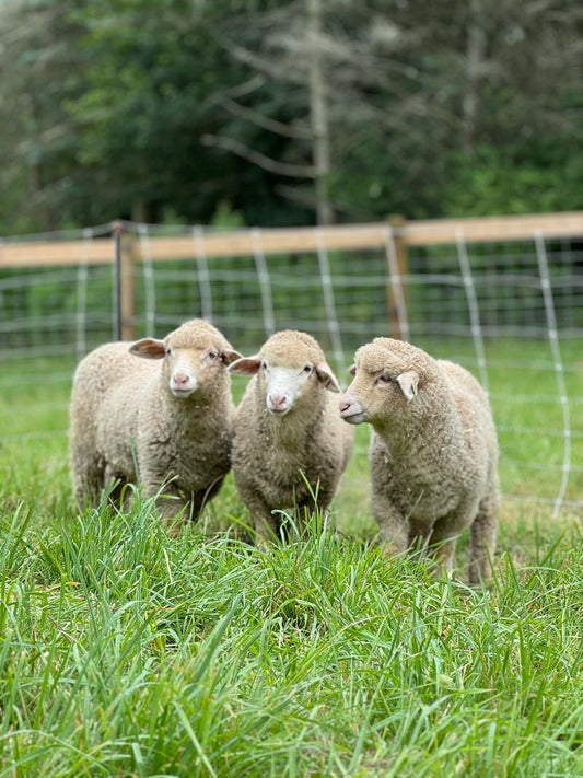📍Local Yarn, 📝 Classes, ☀️ Summer CAL/KALs, 🚌 Festival Road Trip, and More!