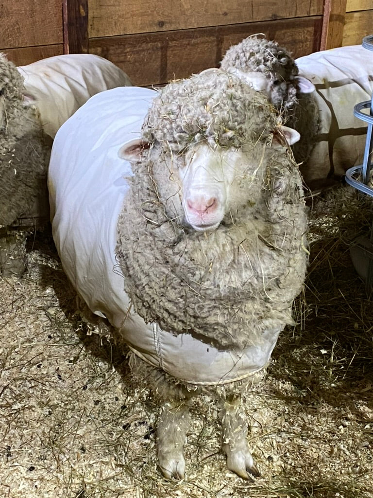 Sheep with thick wool in a barn setting