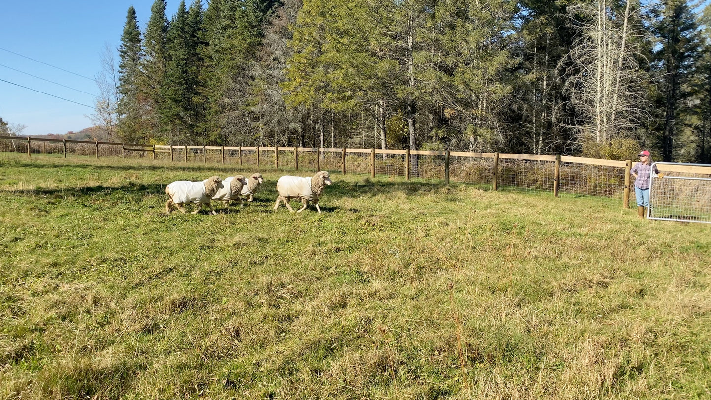 Sheep grazing in a fenced field with trees in the background