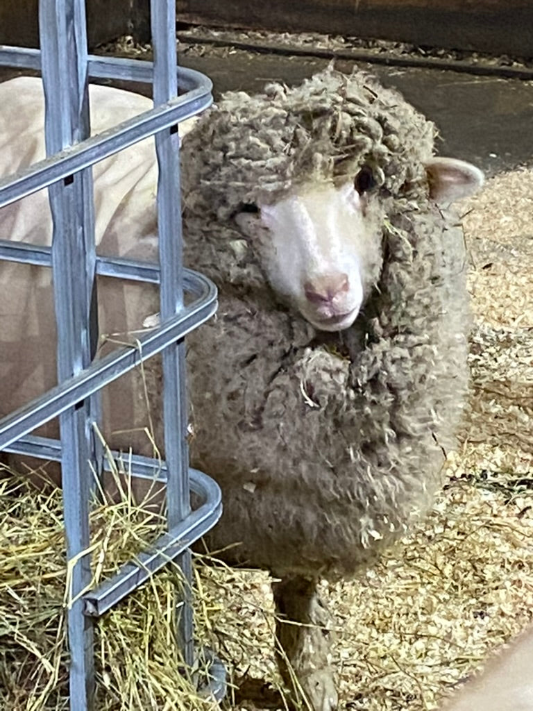 Sheep with thick wool standing next to a metal structure on a hay-covered floor.