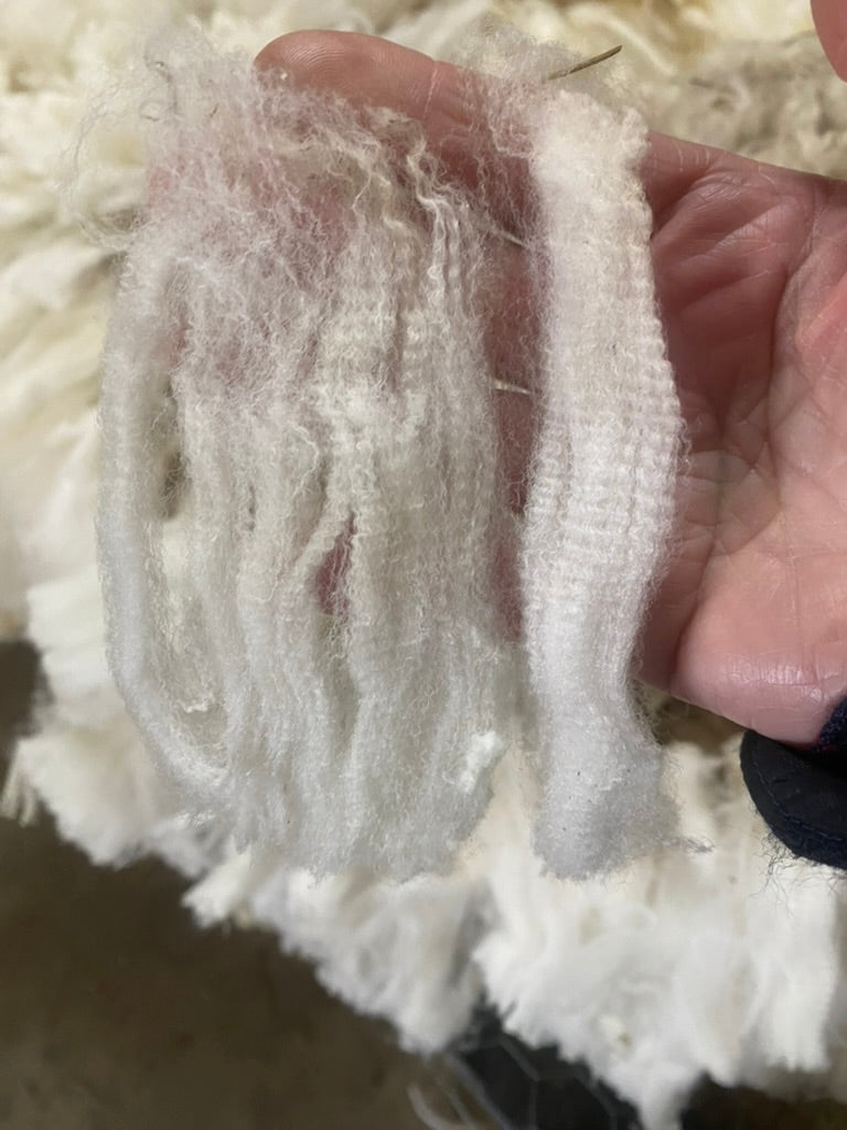 Close-up of a hand holding a piece of white fluffy material against a blurred background