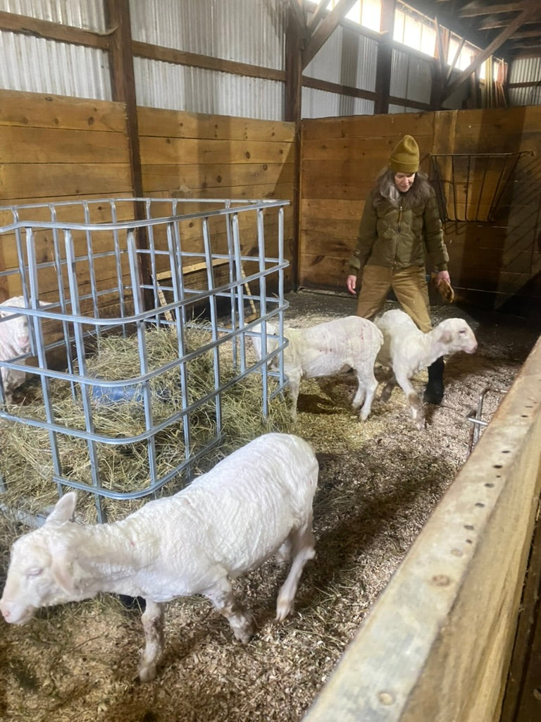 Sheep in a barn with a person walking among them