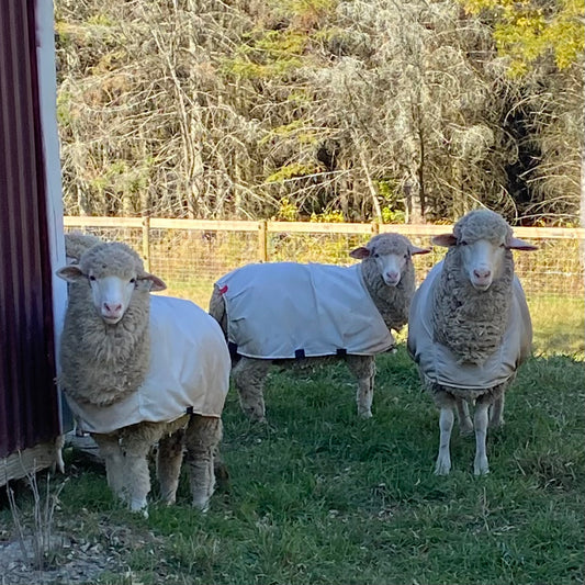 Three sheep wearing jackets standing in a grassy area with trees in the background.