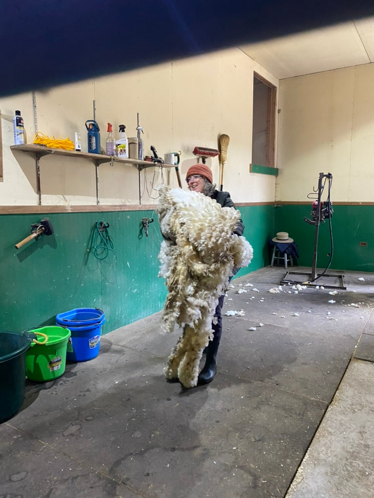 Woman carrying recently sheered wool fleece in a barn setting
