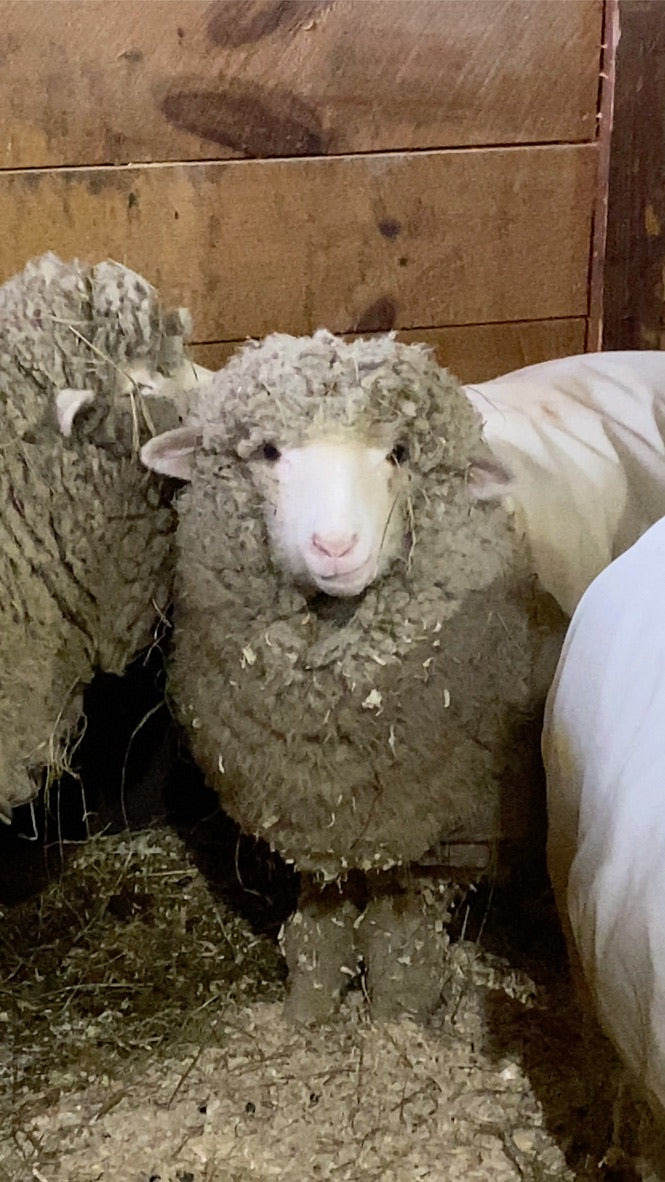 Sheep with thick wool in a barn setting