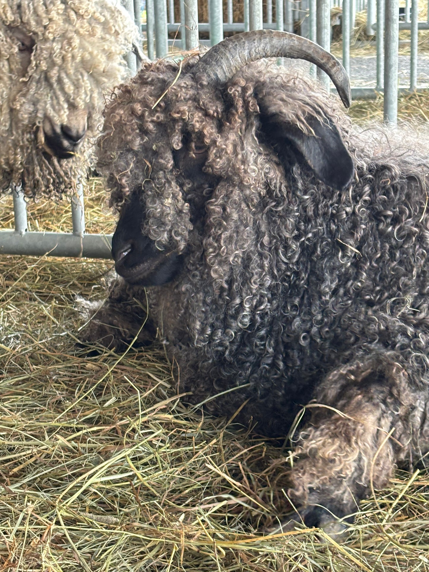 Sheep with thick wool and curved horns lying on hay in a pen.