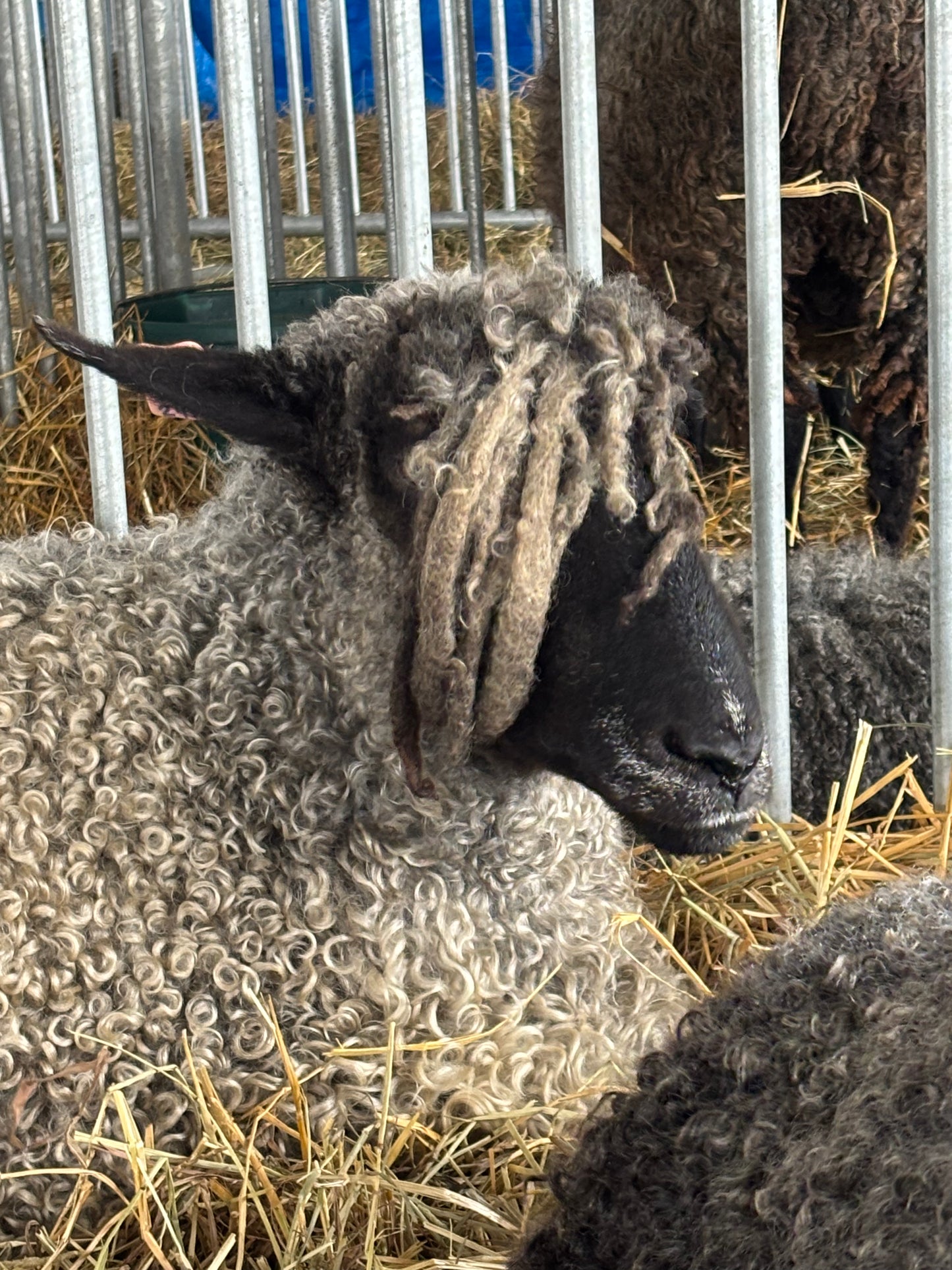 Sheep with curly wool in a pen with hay