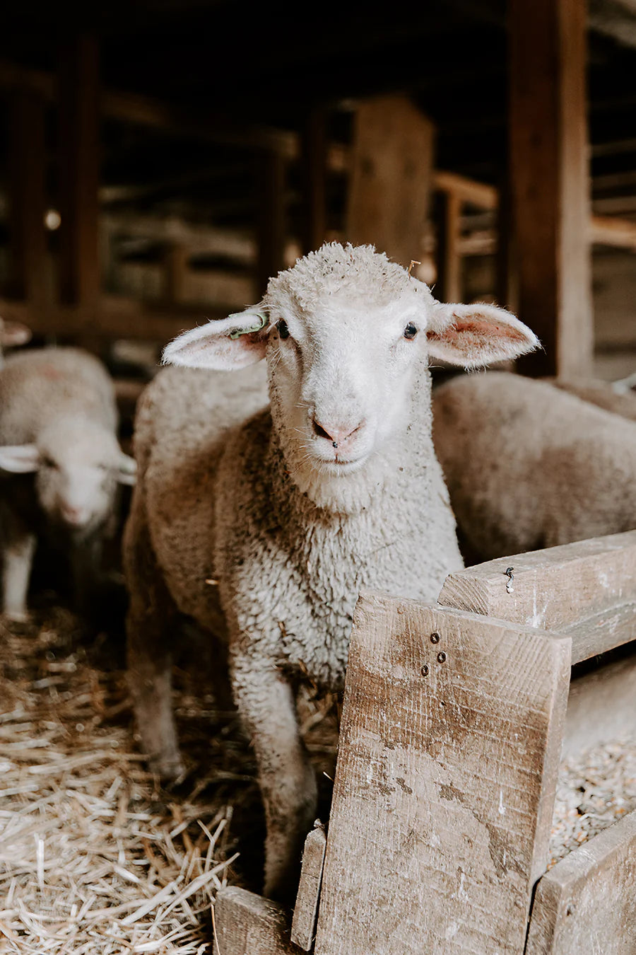 BayBlend DK - 70% Targhee-Polypay / 30% Huacaya Alpaca (NY, MI)