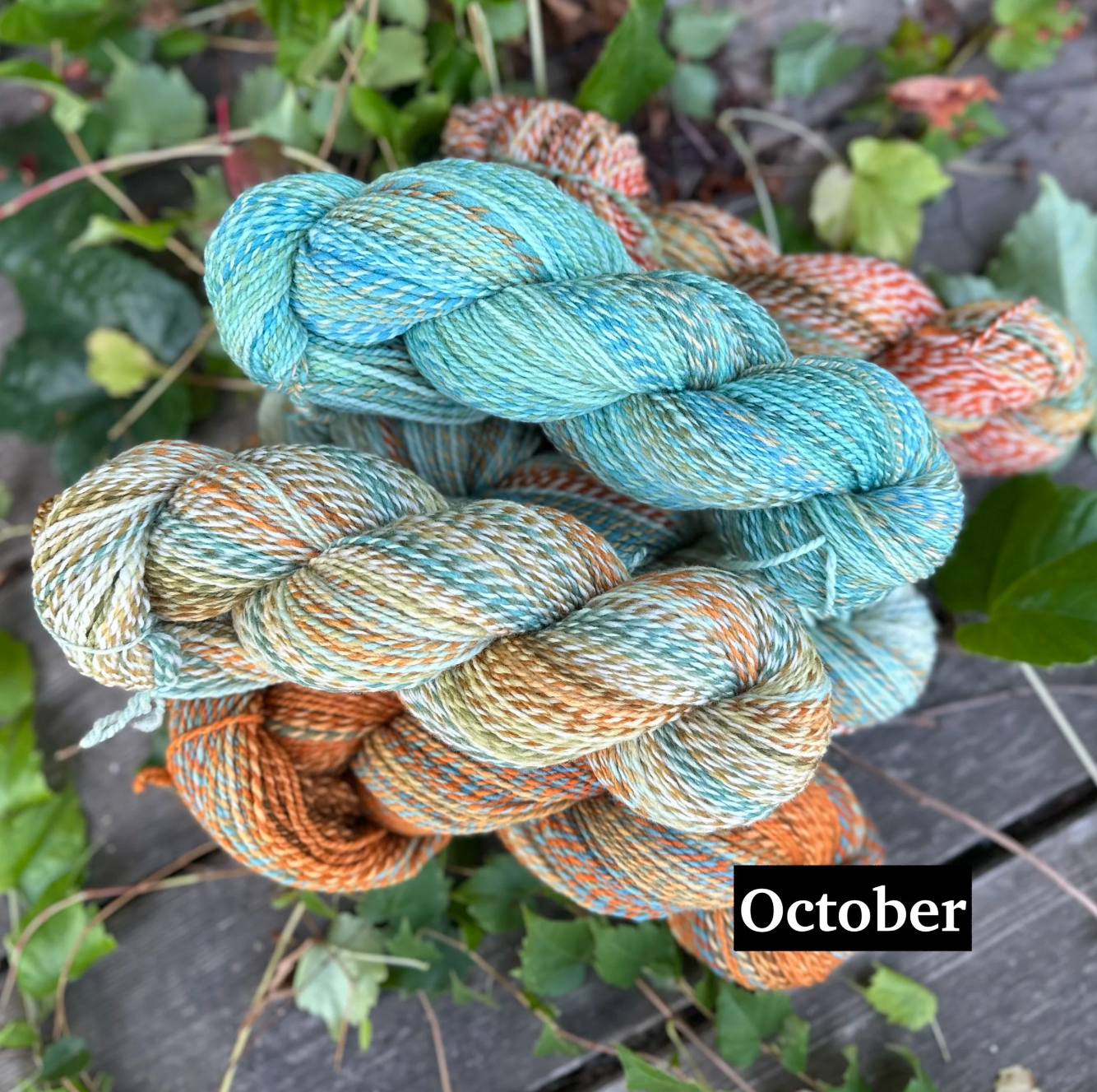 Helix DK - US Rambouilet/Targhee