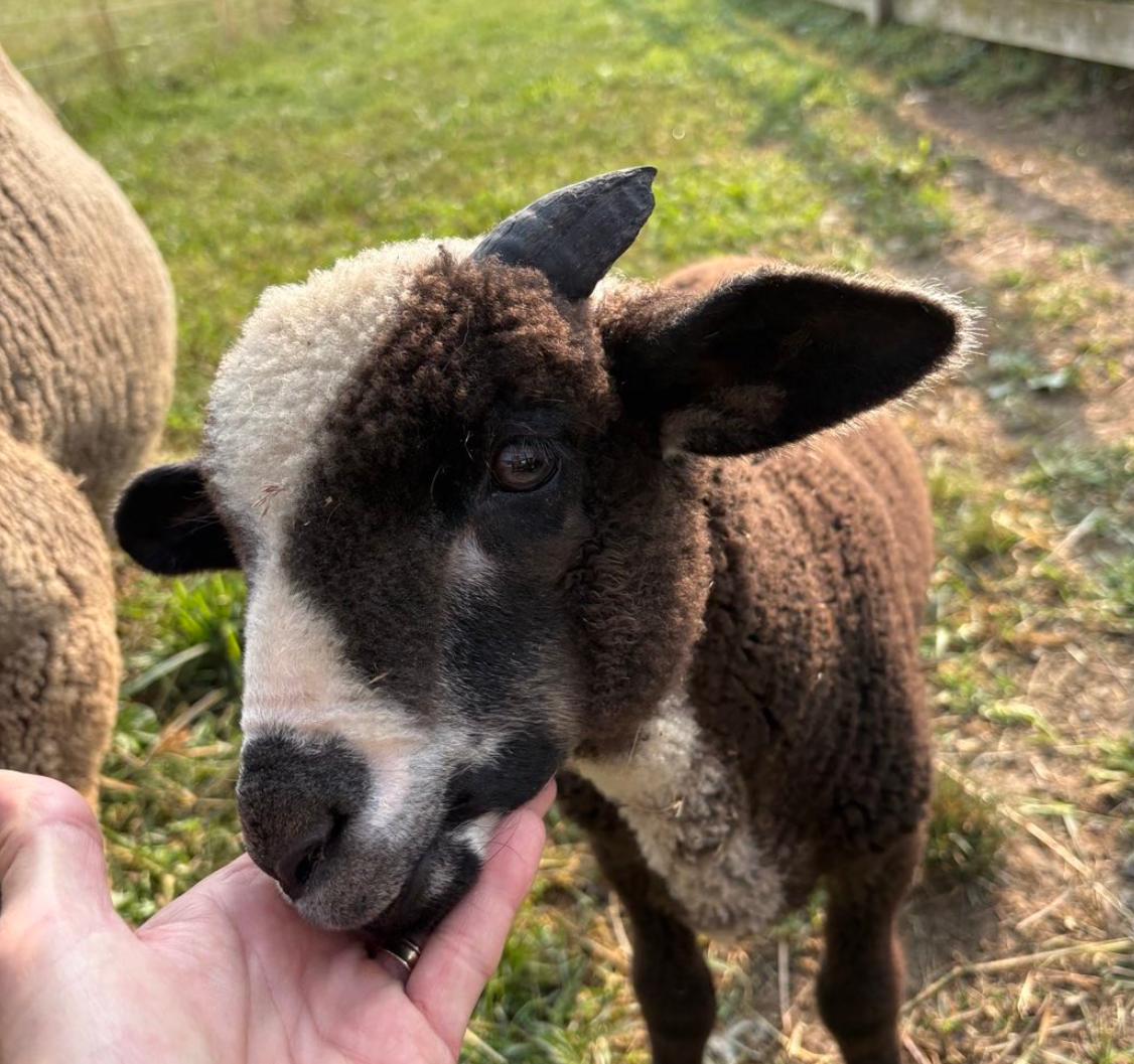 NY Merino/Alpaca Blend (80/20) - DK