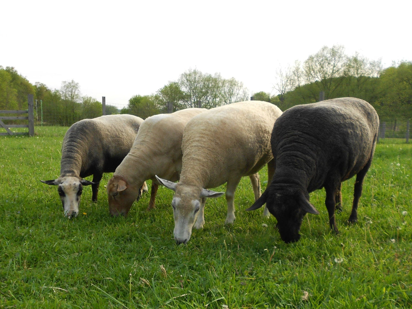 Mixed Breed Yarn - Local Flock - Finn/Shetland/Border Leister