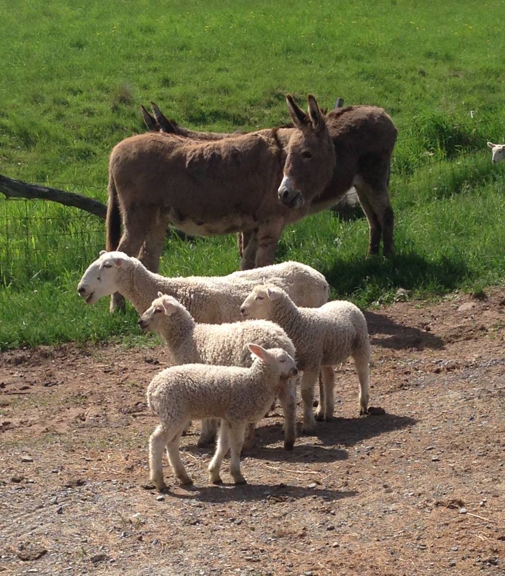 Wool Roving A Rabbit Border Leicester/Merino Silk Roving 4oz – Rabbit Row Yarns & Haberdashery